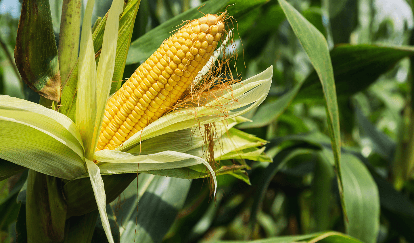 Crop Survey Background